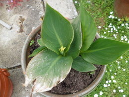 feuilles   de      canna