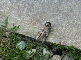 chenilles trouver dans le jardin potager