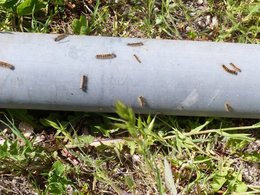 chenilles trouver dans le jardin potager