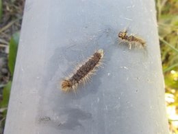 chenilles trouver dans le jardin potager