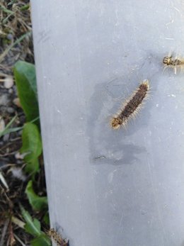 chenilles trouver dans le jardin potager