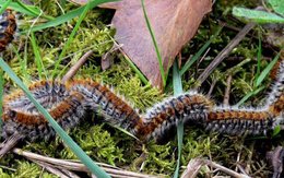 chenilles trouver dans le jardin potager