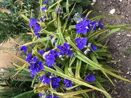Identification fleur bleue