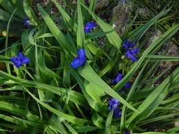 Identification fleur bleue