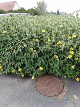 quel est le nom de cette plante ?