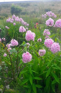 fraisiers dans les gouttières