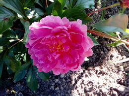 AVEC LES PIVOINES AU JARDIN...