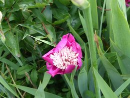 AVEC LES PIVOINES AU JARDIN...