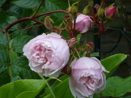 une rose à deux coeurs