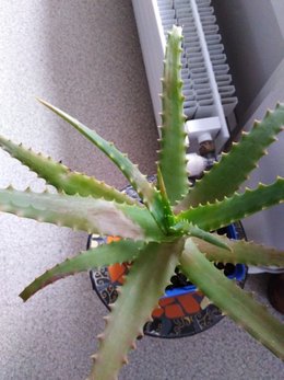 Aloe vera