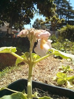 Ma fleur mystérieuse !