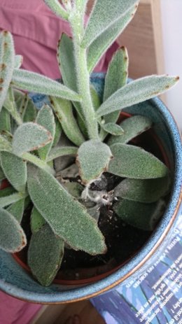 Kalanchoe Tomentosa