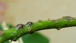 Maladie ou parasite sur avocatier