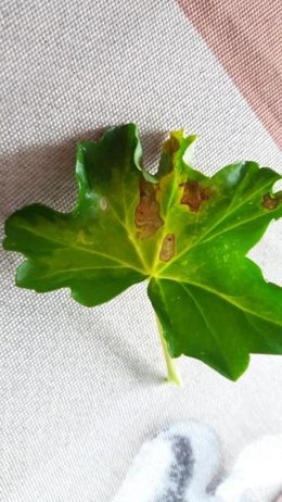 Taches marrons sur feuilles géranium lierre