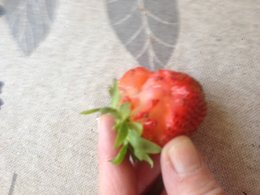 Qui mange mes fraises