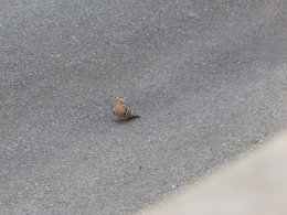 Au  petit coucou amical