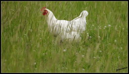 Au  petit coucou amical