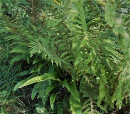 Avez-vous des fougères plume d'autruche - Matteuccia dans votre jardin ?