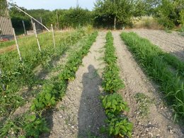 urines au jardin