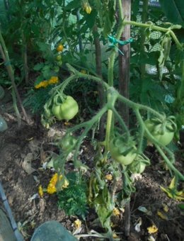 PIED DE TOMATE LA TETE A L'ENVERS