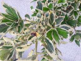 Euonymus Japonais