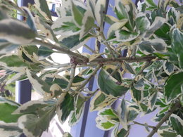 Euonymus Japonais