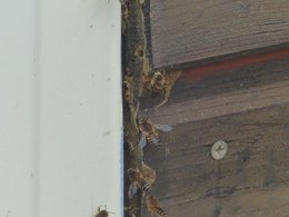 Abeilles Européenne ou Abeille Charpentière ?