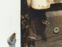 Abeilles Européenne ou Abeille Charpentière ?