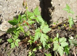 géranium inconnu dans mon jardin