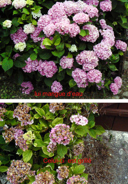 Hortensias fanés dès le début juillet