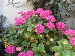 Hortensias fanés dès le début juillet