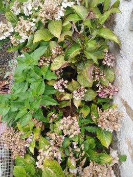 Hortensias fanés dès le début juillet