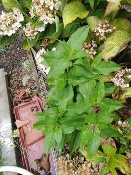 Hortensias fanés dès le début juillet