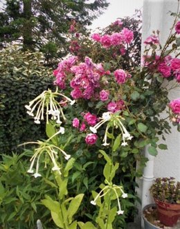 Hortensias fanés dès le début juillet