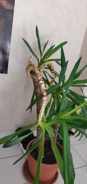 Un Palmier Coupe Repousse T Il "palmier" devenu un peu moche, un moyen de le récupérer | Forum jardinage