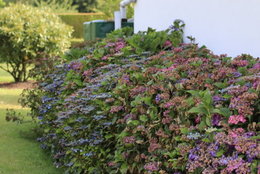 Hortensias fanés dès le début juillet