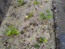 Problème de courges et courgettes !! et qq carottes et oignons