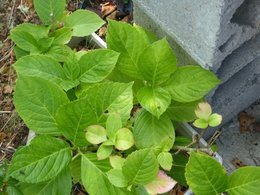 Probleme hortensia