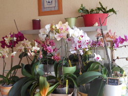 Orchidée sèche