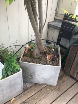 Mon arbre se déplace tout seul dans son bac