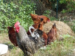 Au  petit coucou amical