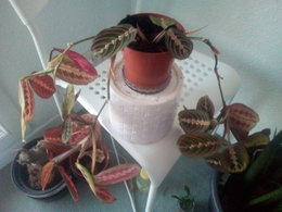 Problème avec mon Maranta