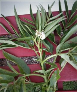 Merci de bien vouloir identifier cette plante