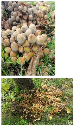 champignons au pied de l'arbre