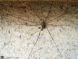 Comment se débarrasser de cette encombrante araignée ?