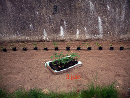 haricots verts qui prennent le fil