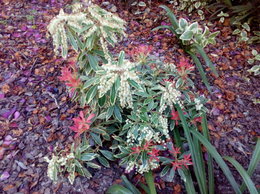 Pieris japonica - Andromède