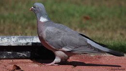 Au  petit coucou amical