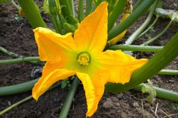 Courgettes et pollinisation