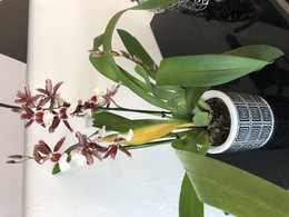 Quelle est cette Orchidée?